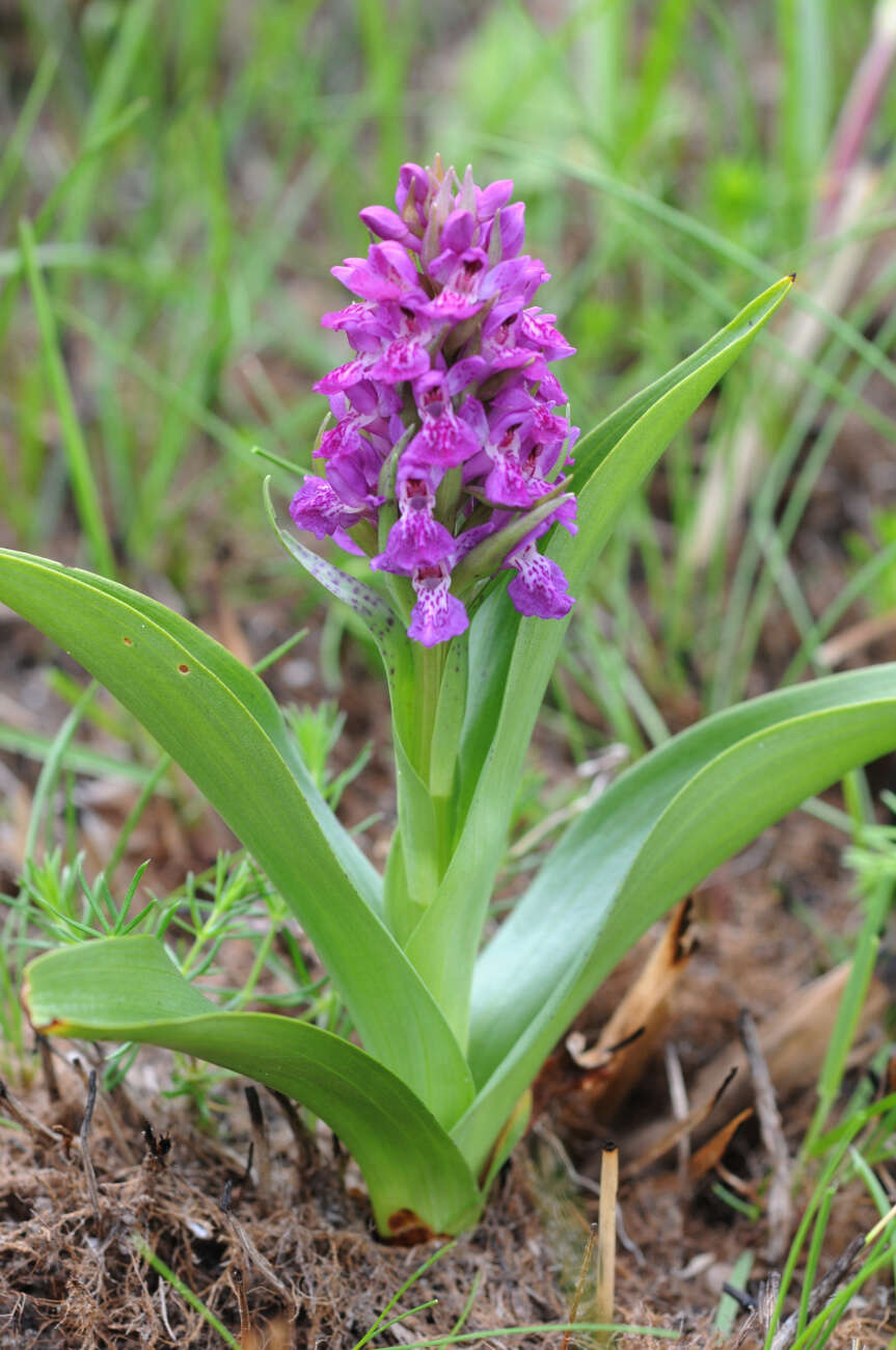 Image of Northern Marsh-orchid