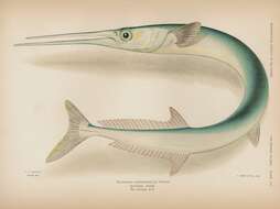 Image of Hound Needlefish