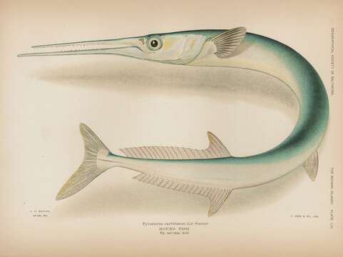 Image of Hound Needlefish