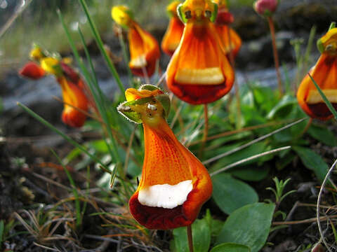 Image of Calceolaria uniflora Lam.