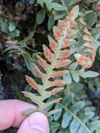 Sivun Polypodium saximontanum Windham kuva