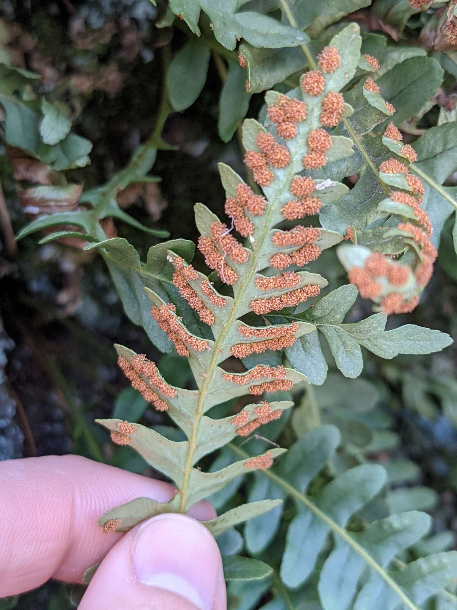 Image of Rocky Mountain polypody