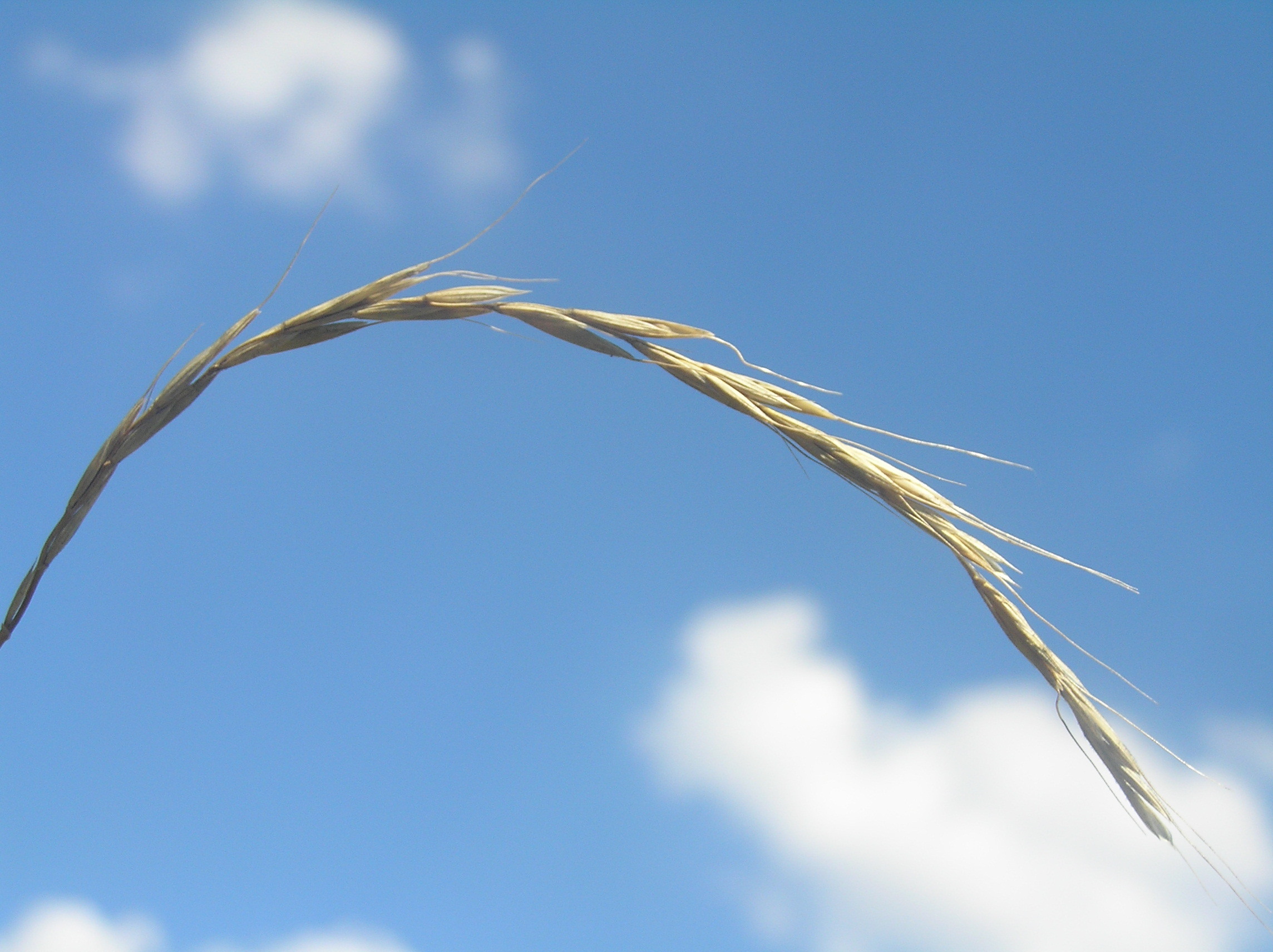 Elymus caninus (rights holder: Don Pedro28)