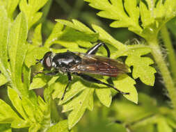 Image of Chalcosyrphus piger (Fabricius 1794)