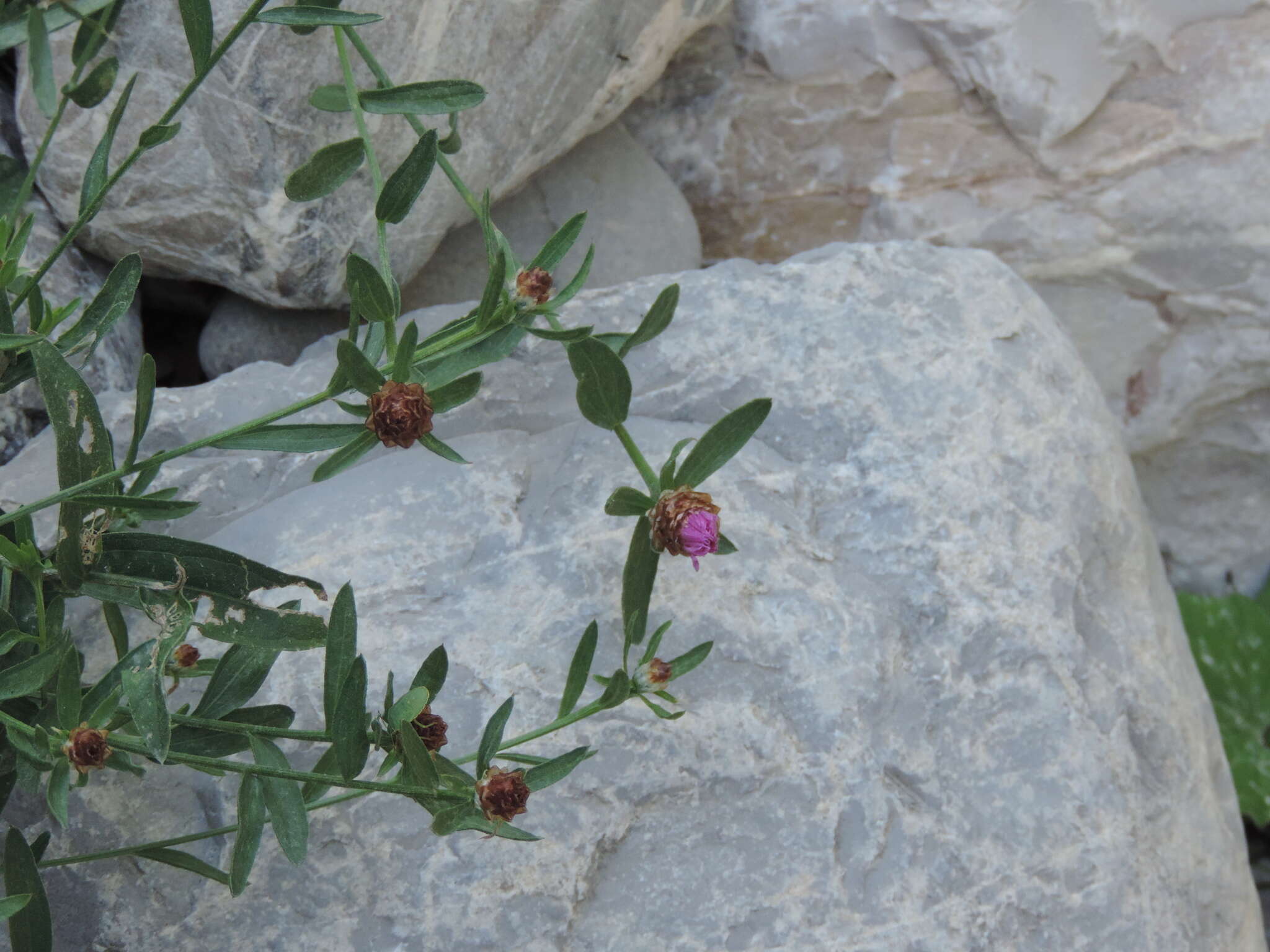 Image of Centaurea jacea subsp. gaudinii (Boiss. & Reut.) Gremli