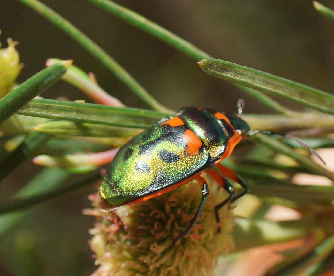 Image of <i>Scutiphora pedicellata</i>