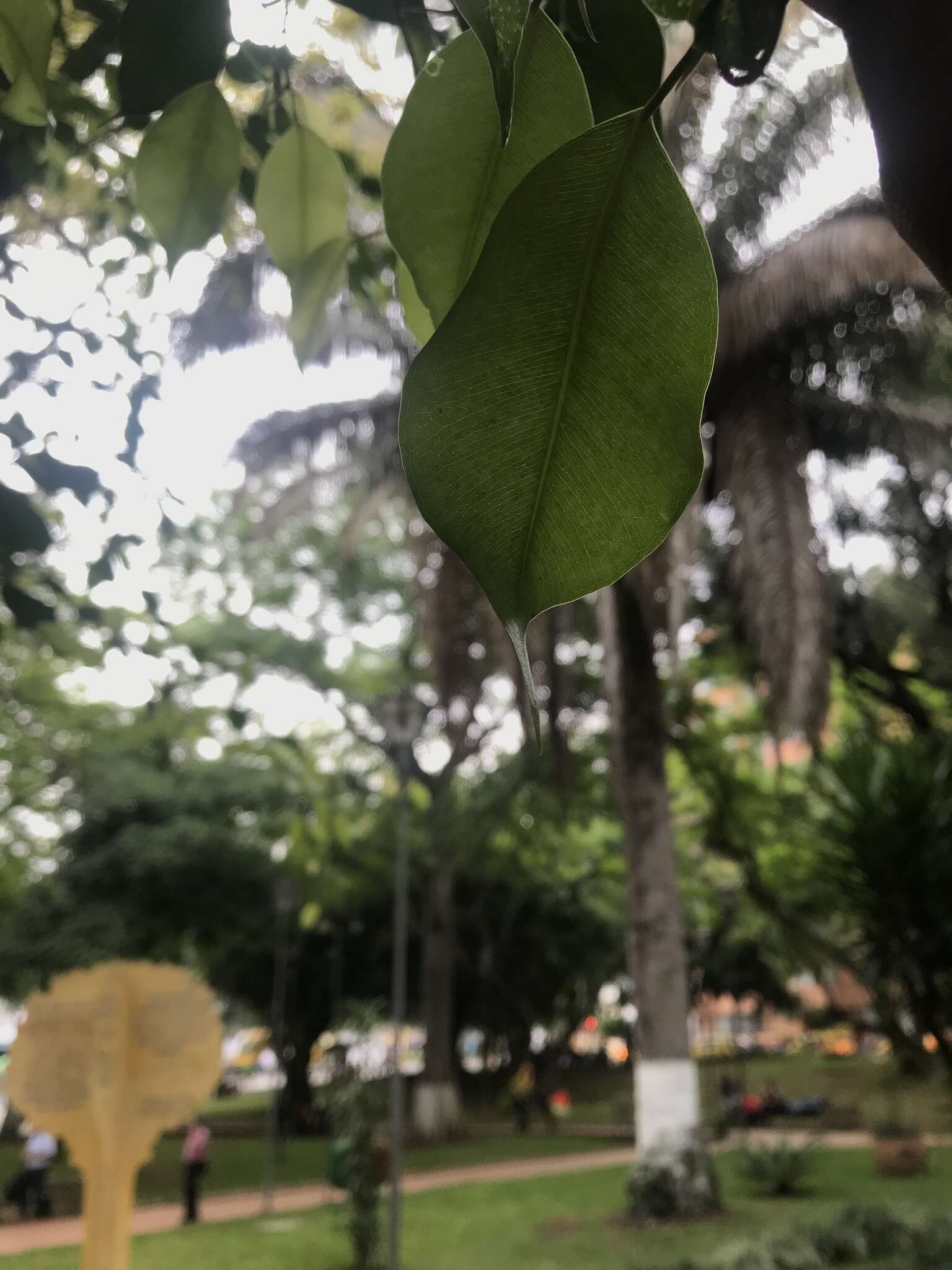 Image de Ficus benjamina L.