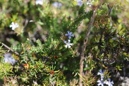 Image of Lechenaultia expansa R. Br.