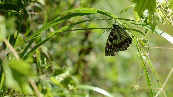 Image of Hestina persimilis Westwood (1850)