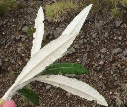 Image of Buddleja loricata Leeuwenberg