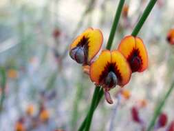 Daviesia triflora Crisp resmi