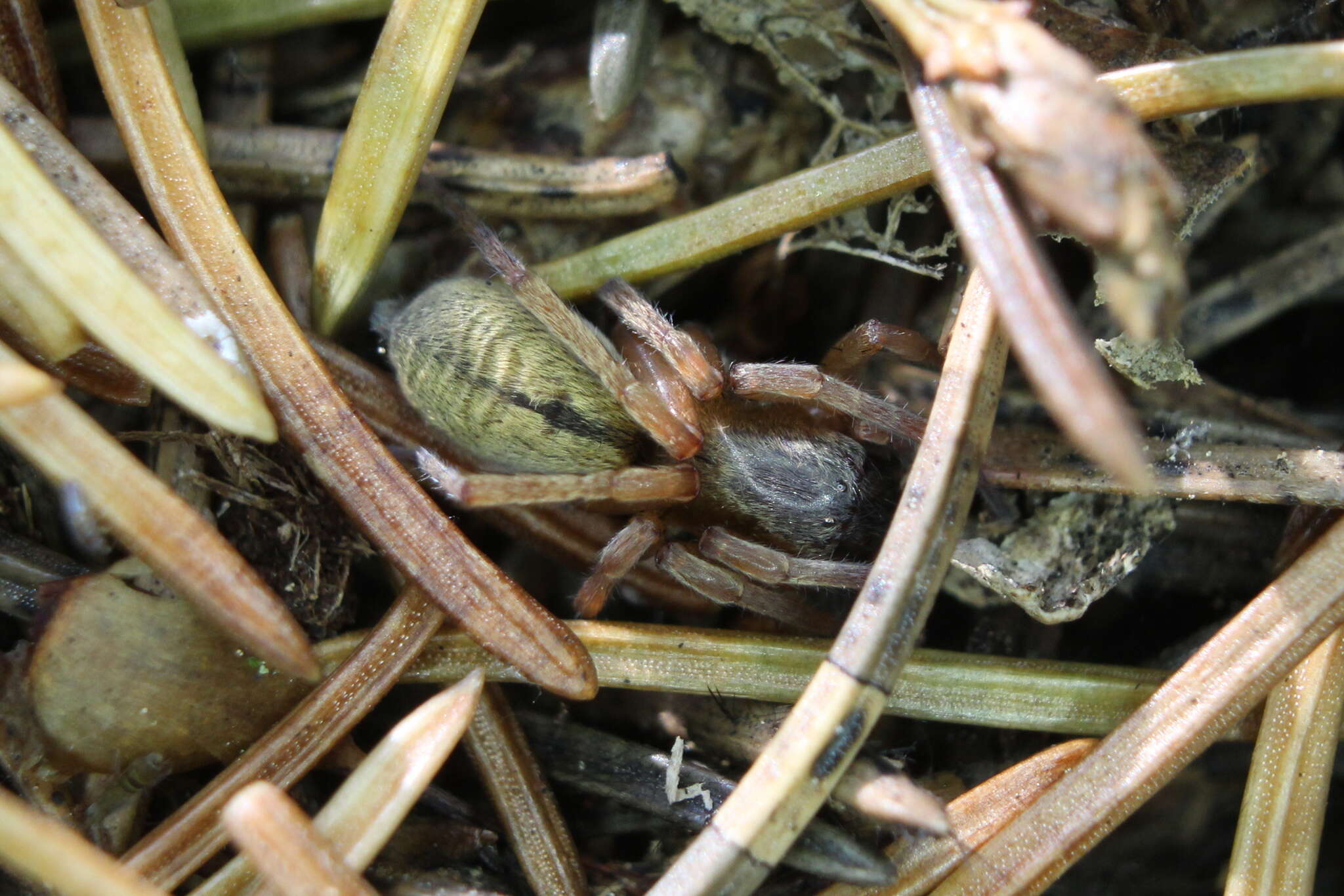 Image of Clubiona subsultans Thorell 1875