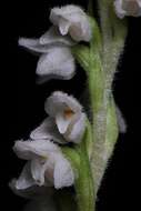 Image of Dwarf rattlesnake plantain (America)