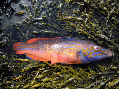 Image of Cuckoo Wrasse