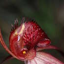 Caladenia concolor Fitzg.的圖片