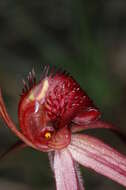 Image de Caladenia concolor Fitzg.