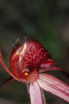 Caladenia concolor Fitzg.的圖片