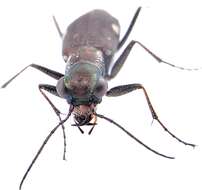 Image of Cliff tiger beetle