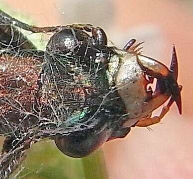 Image of Cliff tiger beetle