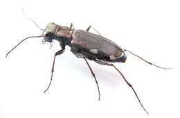 Image of Cliff tiger beetle