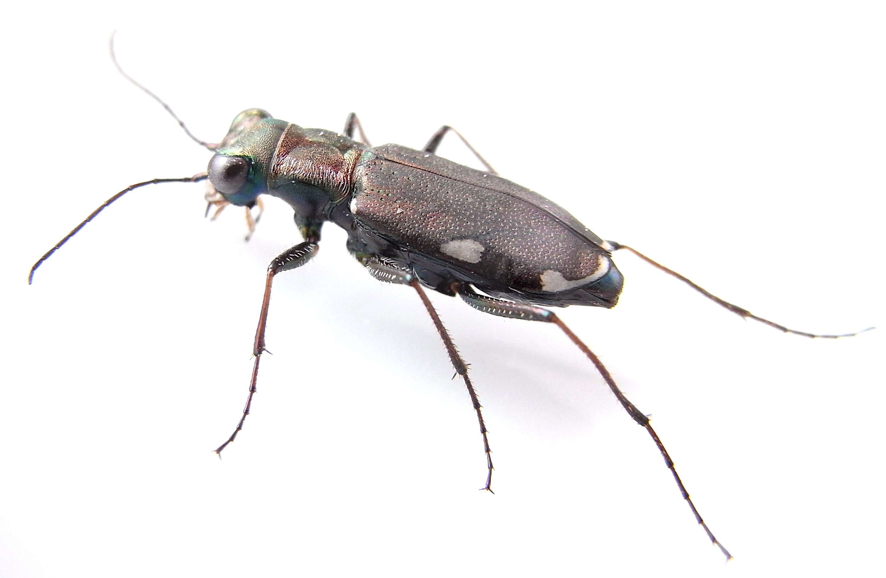 Image of Cliff tiger beetle