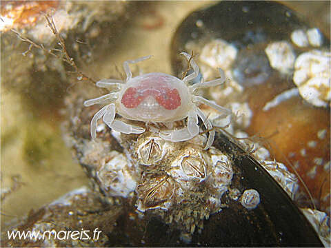 Image of Pea crab