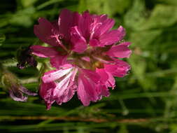 Слика од Sidalcea hirtipes C. L. Hitchcock