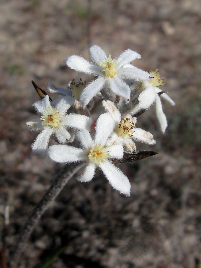 Image of Flannel flower