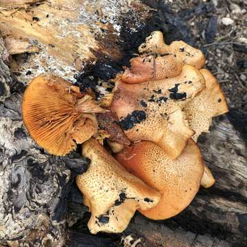 Image of Gymnopilus luteofolius (Peck) Singer 1951