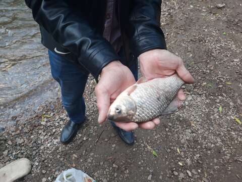 Image of Gibel carp