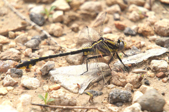 Gomphurus Needham 1901 resmi