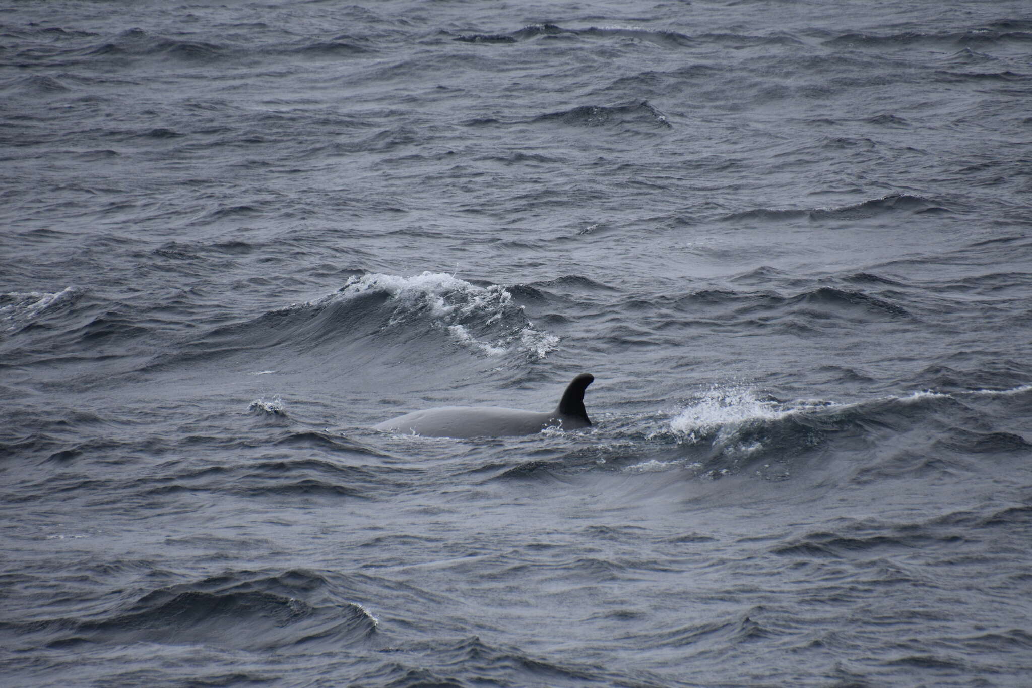 Image of Coalfish Whale