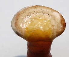 Image of lingzhi mushroom