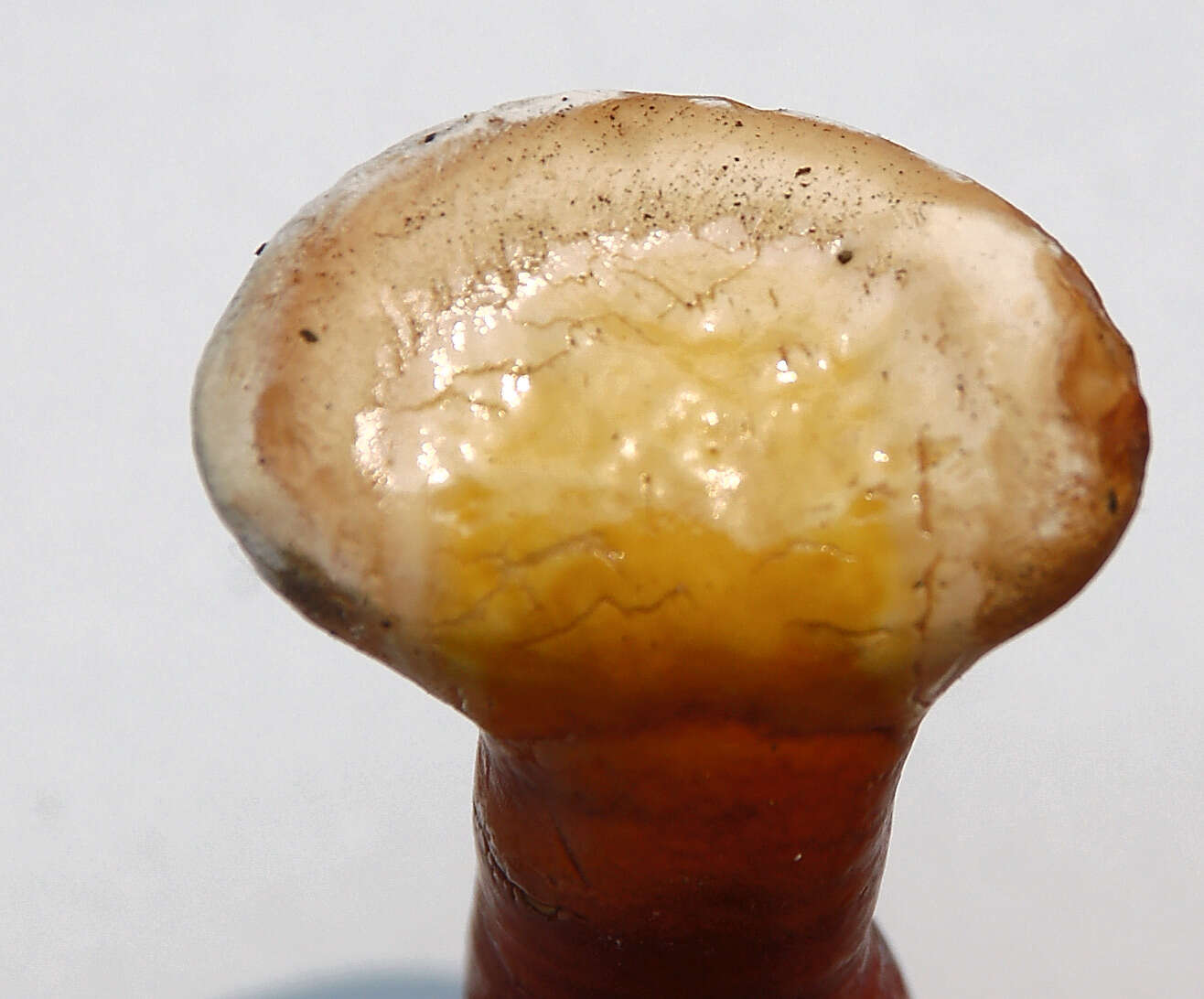 Image of lingzhi mushroom