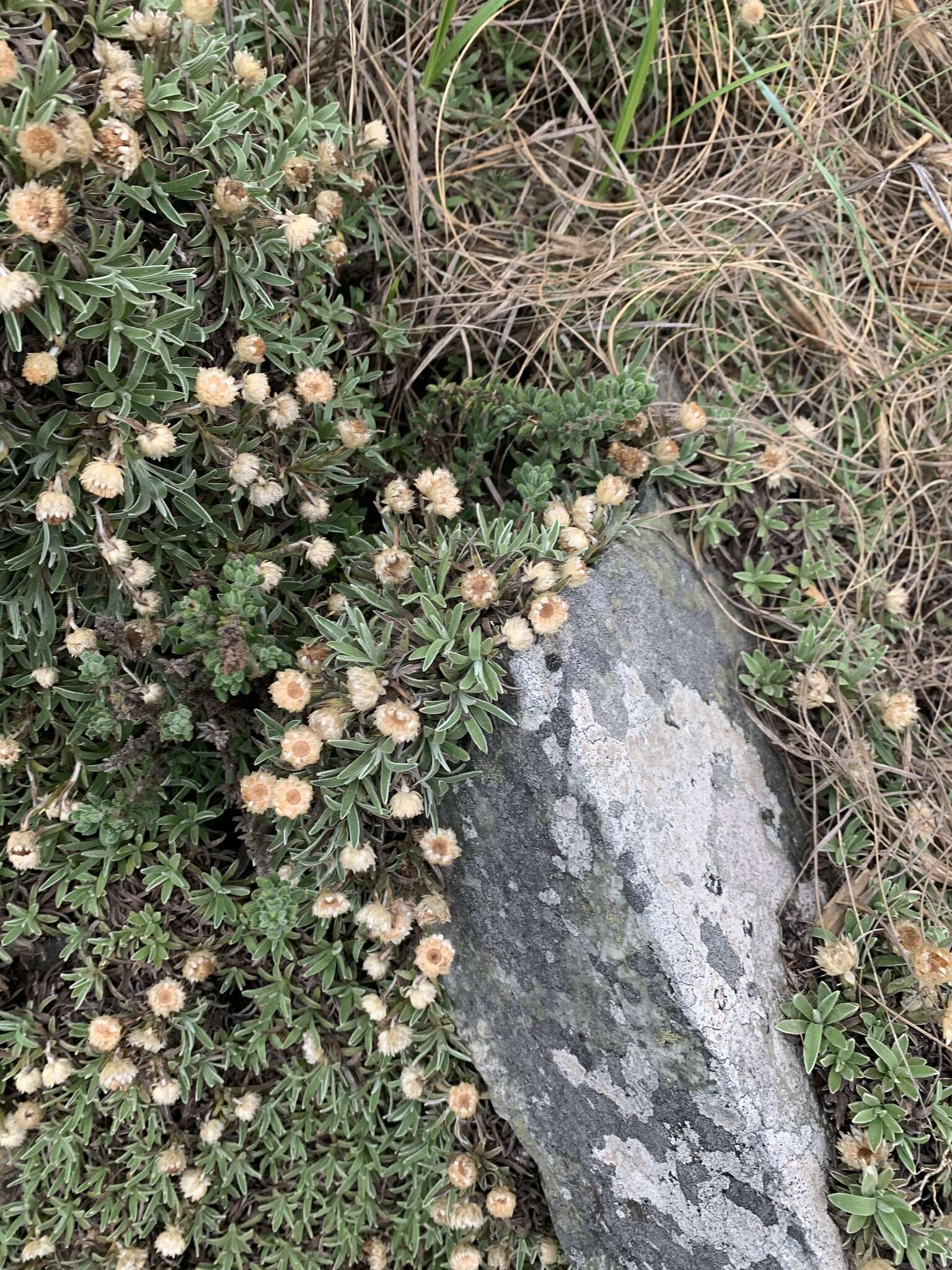 Image of Helichrysum confertifolium Klatt