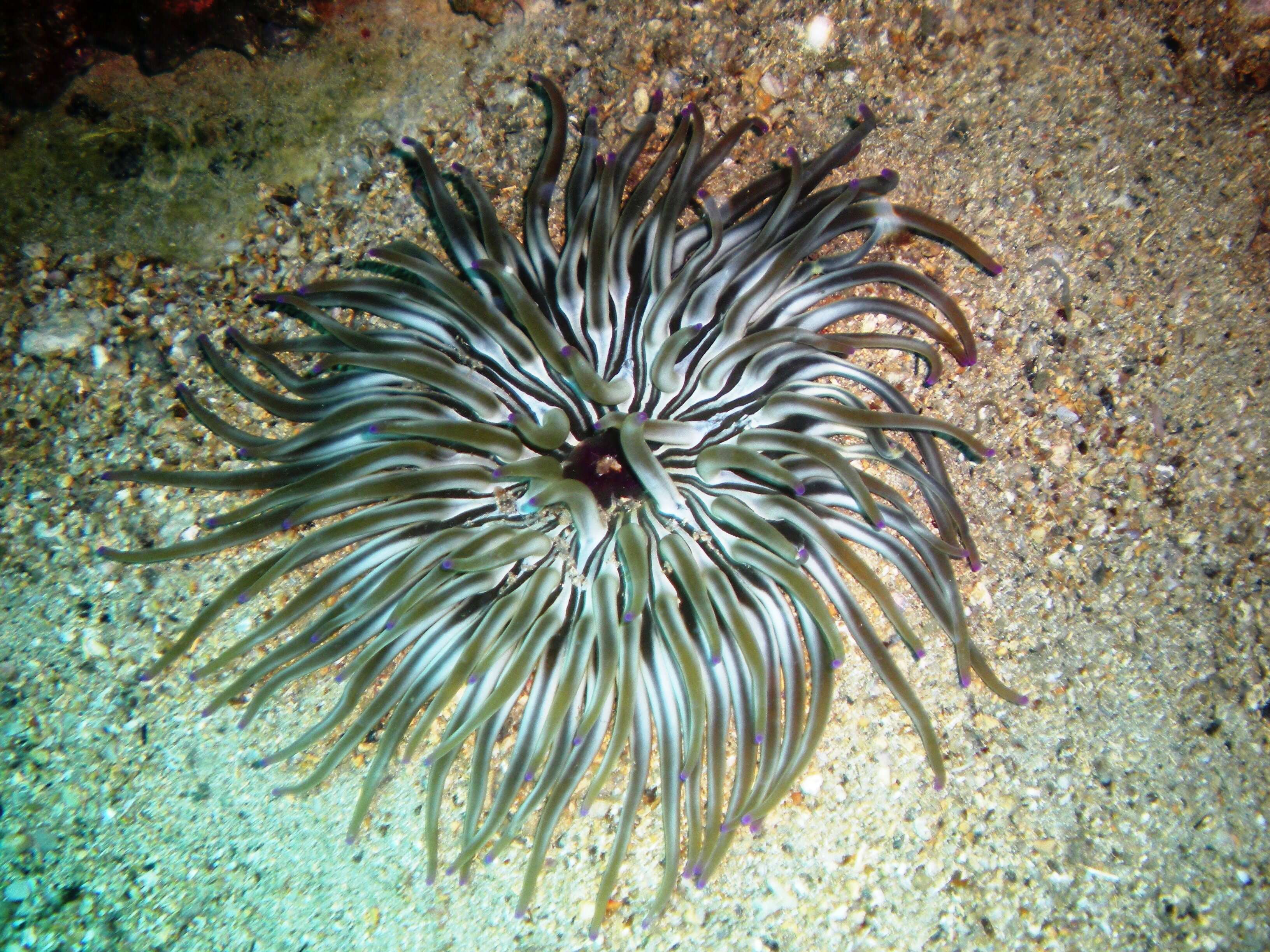 Image of Golden anemone