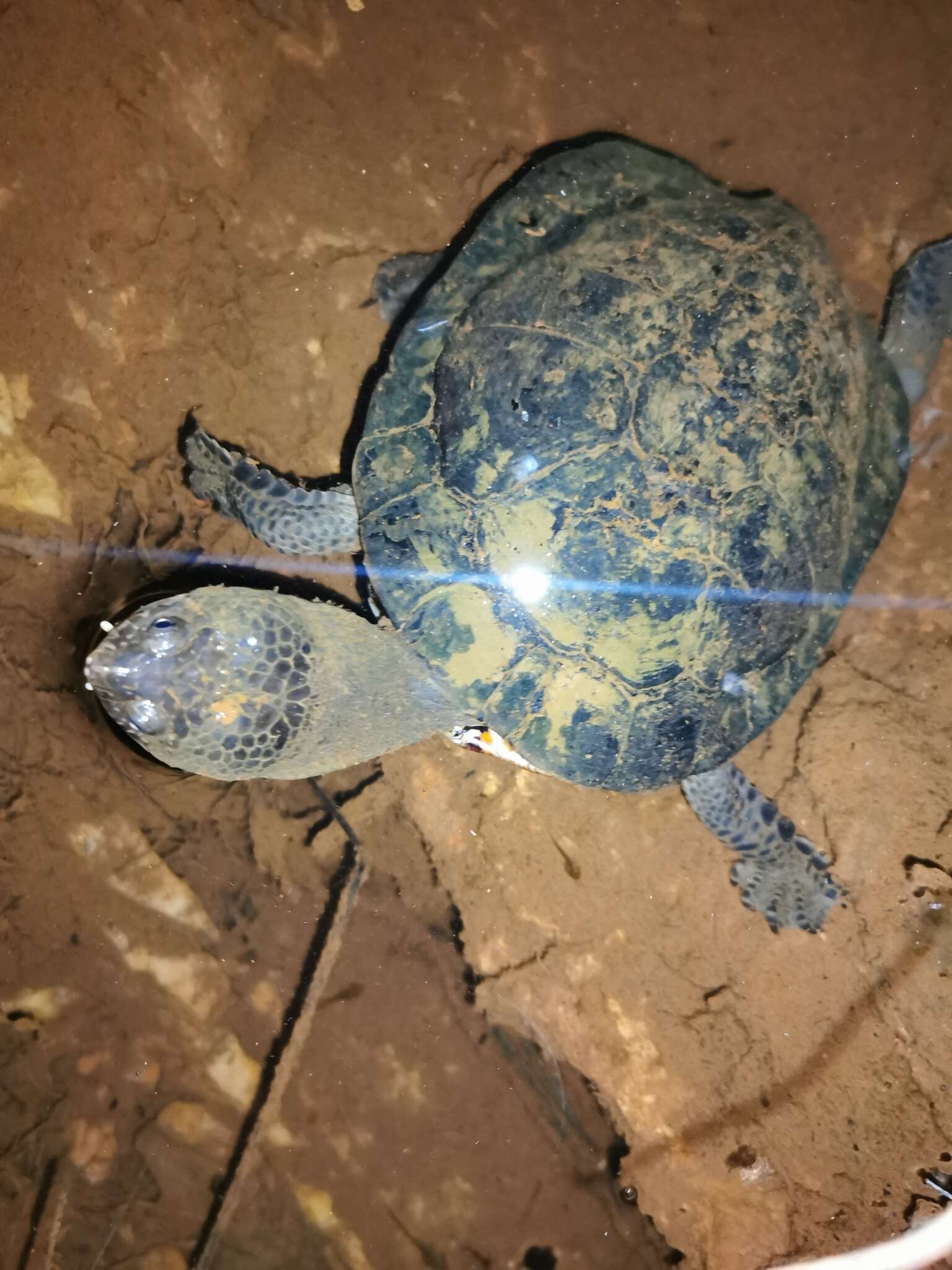 Image of Vanderhaege’s Toadhead Turtle