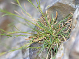 Image of sand fleabane