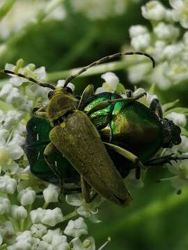 Image of Lepturobosca virens (Linné 1758)