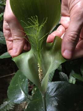 Image of Arisaema balansae Engl.