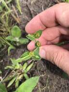 Euphorbia inundata var. inundata resmi