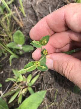 Euphorbia inundata var. inundata resmi