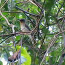 Image of Philippine Bulbul