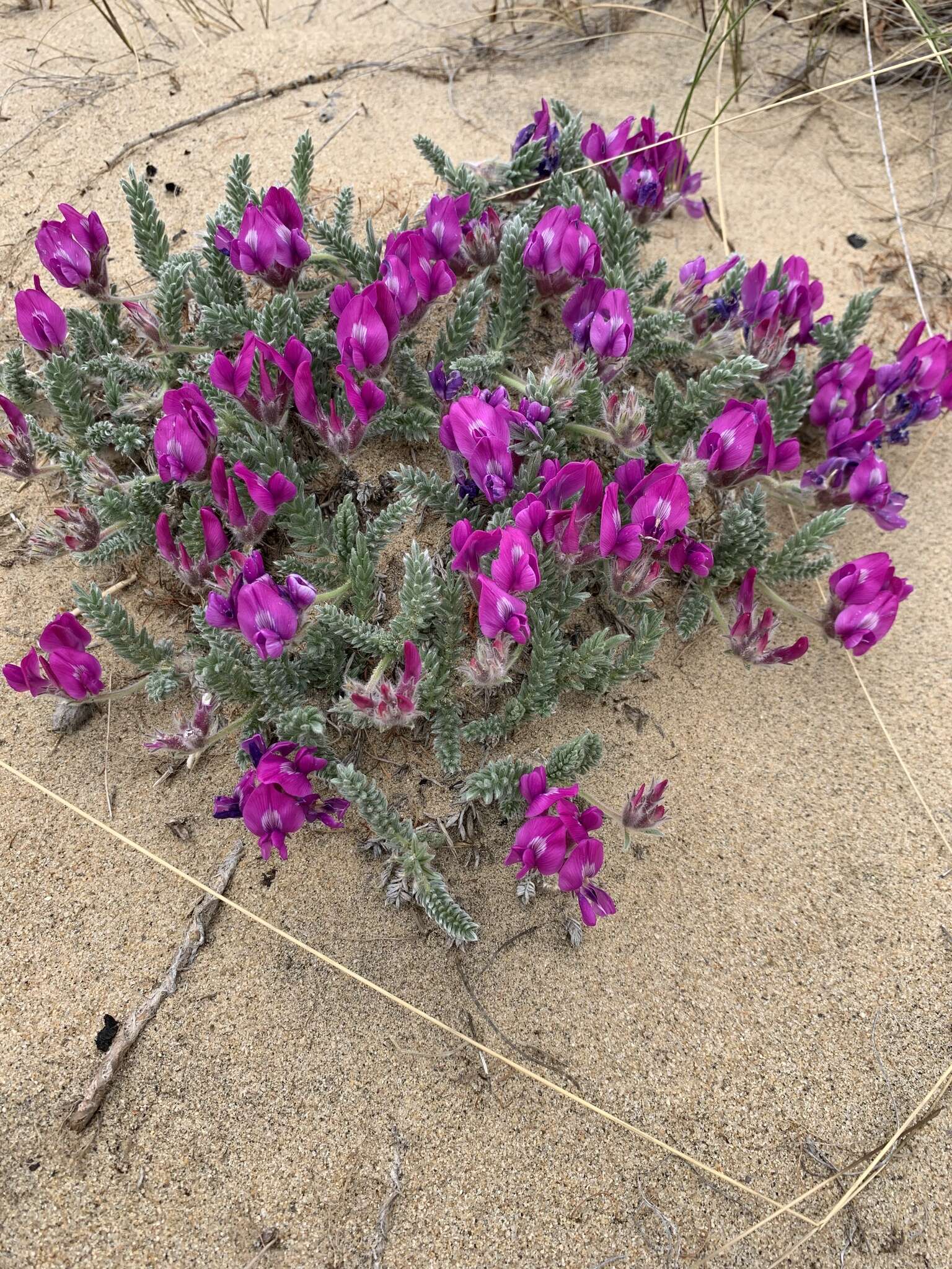 Image de Oxytropis lanata (Pall.) DC.