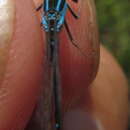 Image of Slender Bluet
