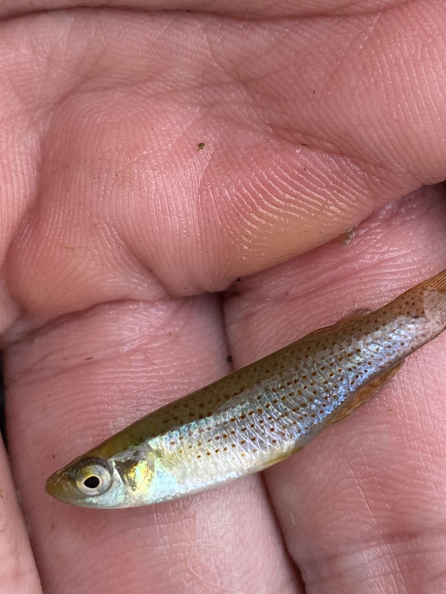 Image of Western starhead topminnow