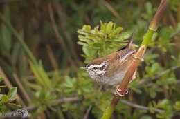 Image de Thryorchilus Oberholser 1904