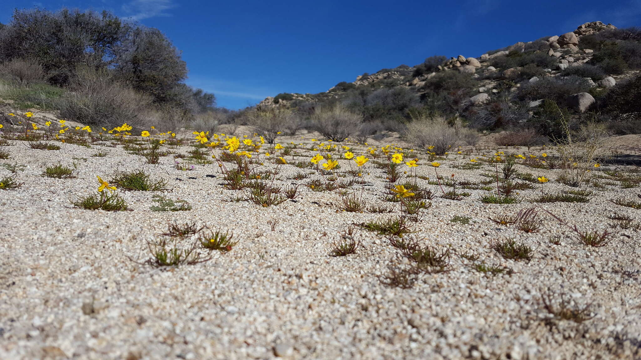 Imagem de Coreopsis californica (Nutt.) H. K. Sharsmith