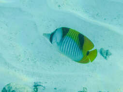 صورة Chaetodon falcula Bloch 1795