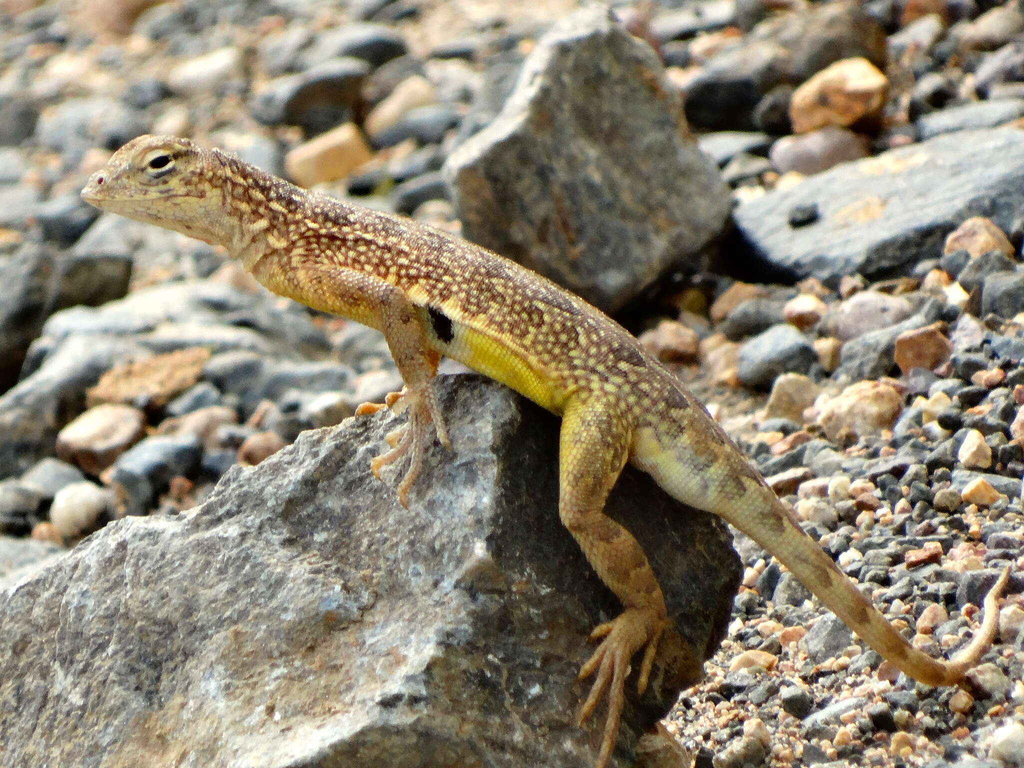 Image of Elegant Earless Lizard
